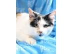 Adopt Della - AVAILABLE SOON a Domestic Shorthair cat in Georgetown