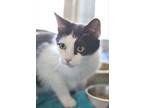 Adopt Julieta - AVAILABLE SOON a Domestic Mediumhair cat in Georgetown