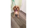 Adopt Ginger a Red/Golden/Orange/Chestnut - with White Cocker Spaniel / Mixed