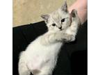Adopt Maverick a Gray or Blue Siamese / Mixed cat in Huntsville, AL (38152642)