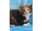 Adopt Maribel - AVAILABLE SOON a Domestic Mediumhair cat in Georgetown
