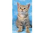 Adopt Maranda - AVAILABLE SOON a Domestic Shorthair cat in Georgetown