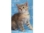 Adopt Maxine - AVAILABLE SOON a Domestic Shorthair cat in Georgetown