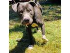 Adopt OSO a Gray/Silver/Salt & Pepper - with Black American Pit Bull Terrier /
