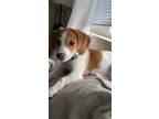 Adopt Layla a Brown/Chocolate - with White Beagle / Jack Russell Terrier / Mixed