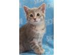 Adopt Marilee - AVAILABLE SOON a Domestic Shorthair cat in Georgetown