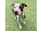 Adopt Khloe a White - with Tan, Yellow or Fawn Pit Bull Terrier / Mixed dog in