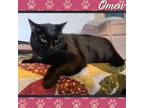 Adopt Omen a Black & White or Tuxedo Domestic Shorthair / Mixed cat in Athens
