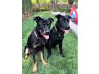 Adopt CYRUS & ATREUS - BONDED PAIR a Labrador Retriever / Rottweiler / Mixed dog