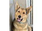 Adopt Mama Sandi a White German Shepherd Dog dog in Pleasant Hill, CA (38150057)