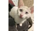 Adopt Nova meet 5/26 a White (Mostly) Domestic Shorthair (short coat) cat in