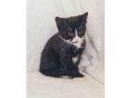 Adopt Bandit (Becca Kitten #6) a Black & White or Tuxedo Domestic Shorthair