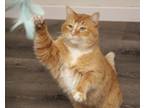 Adopt Eddy a Orange or Red (Mostly) Domestic Shorthair (short coat) cat in