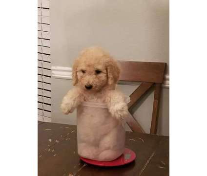 Goldendoodle puppies is a Goldendoodle Puppy For Sale in Mandeville LA