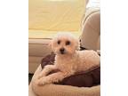 Adopt Pippin a White - with Tan, Yellow or Fawn Morkie / Poodle (Toy or Tea Cup)