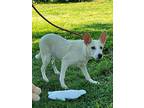 Adopt Cinder sb a White - with Tan, Yellow or Fawn Husky / Australian Cattle Dog