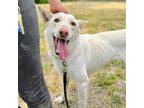 Adopt Faith a White German Shepherd Dog / Mixed dog in Oakland, CA (38152126)