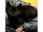 Adopt Black Panther a All Black Domestic Shorthair / Mixed cat in Huntsville