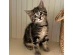 Adopt Cholula a All Black Domestic Shorthair / Mixed cat in Huntsville