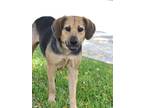 Adopt Rocket a Black - with Gray or Silver German Shepherd Dog / Hound (Unknown