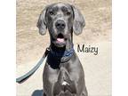 Adopt Maizy 23098 a Gray/Silver/Salt & Pepper - with Black Great Dane / Mixed