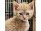 Adopt Jack a Tan or Fawn Domestic Mediumhair / Mixed cat in Galax, VA (38152338)