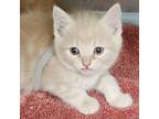 Adopt Cheddar a Tan or Fawn Domestic Mediumhair / Mixed cat in Galax