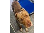 Adopt Freckles a Tan/Yellow/Fawn Catahoula Leopard Dog dog in Shawnee