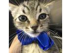 Adopt 230524F158 a Tan or Fawn American Shorthair / Mixed cat in Cleveland