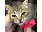 Adopt 230524F157 a Tan or Fawn American Shorthair / Mixed cat in Cleveland
