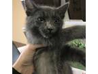 Adopt 230524F155 a Gray or Blue Russian Blue / Mixed cat in Cleveland
