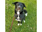 Adopt Bruno a Alaskan Malamute / Siberian Husky / Mixed dog in Pembroke