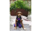 Adopt Penny a Tan/Yellow/Fawn - with Black Dachshund / Bluetick Coonhound /