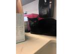 Adopt Sophie a All Black Domestic Shorthair / Mixed cat in Wichita