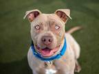 Adopt PI a Tan/Yellow/Fawn - with White American Pit Bull Terrier / Mixed dog in