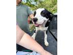 Adopt Daisy Martinez a Black Labrador Retriever dog in Twin Falls, ID (38149820)