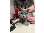 Adopt Smokey a Domestic Shorthair / Mixed cat in Wichita, KS (38150551)
