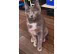 Adopt Darling a Gray or Blue (Mostly) Domestic Shorthair / Mixed (short coat)