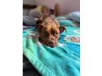 Adopt Ducky a Brown/Chocolate American Pit Bull Terrier / Mixed dog in