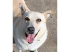 Adopt Butters a Labrador Retriever / Shepherd (Unknown Type) / Mixed dog in