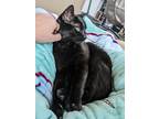 Adopt Persephone a All Black Manx / Mixed (short coat) cat in Colton