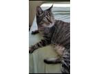 Adopt Orpheus a Gray, Blue or Silver Tabby American Shorthair / Mixed (short