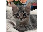 Adopt Walsh a Brown Tabby Domestic Mediumhair (medium coat) cat in Ozark