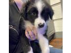 Adopt Eva a Black - with White Australian Shepherd / Mixed dog in Jacksonville