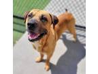 Adopt Flint a Bullmastiff / Mixed dog in Topeka, KS (38149996)