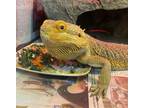 Hi There My Name Is Charizard I Was Very Skinny And Cold When I Came To The SPCA But I Am Now Feeling A Lot Better I Still Have Some Weight To Gain Bu