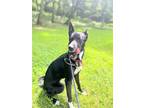 Adopt Lady Skye a Black Husky / Mixed dog in Caldwell, NJ (38149804)