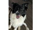 Adopt Grogu a Black - with White Australian Shepherd / Mixed dog in