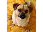 Adopt Tater Tot a Red/Golden/Orange/Chestnut - with Black Pug / Beagle / Mixed