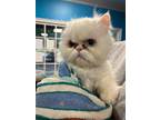 Adopt Victor a White Persian / Mixed (long coat) cat in Stone Mountain